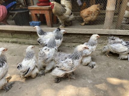 Brahma 3-4 month