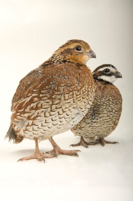 Northern Bob white Quail- Bobwhitequail